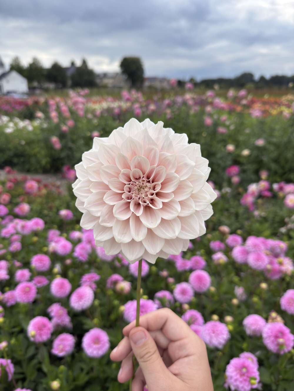 Dahlia 'Café Au Lait Pale Pink'